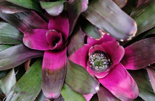 Bromeliad 2.jpg