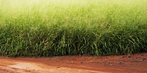 Lemon Grass & Dirt Road S-M.jpg