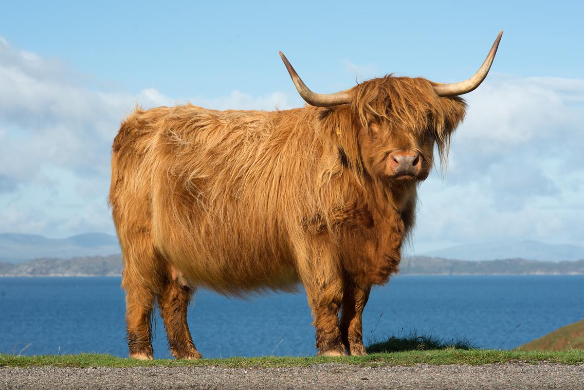 Coo-1.jpg