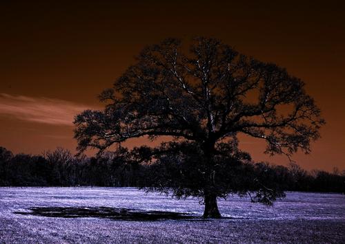 moonlit oak.jpg