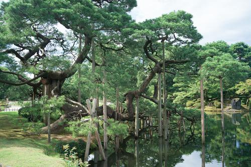 Garden Care. Japan. 2.jpg