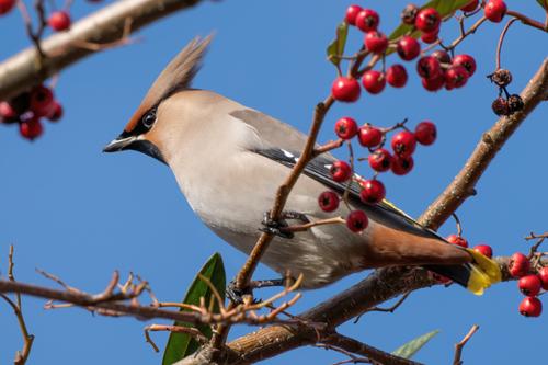 230217-006 Waxwing - Laurel Avenue (Darcy Lever) crop then AI.jpg