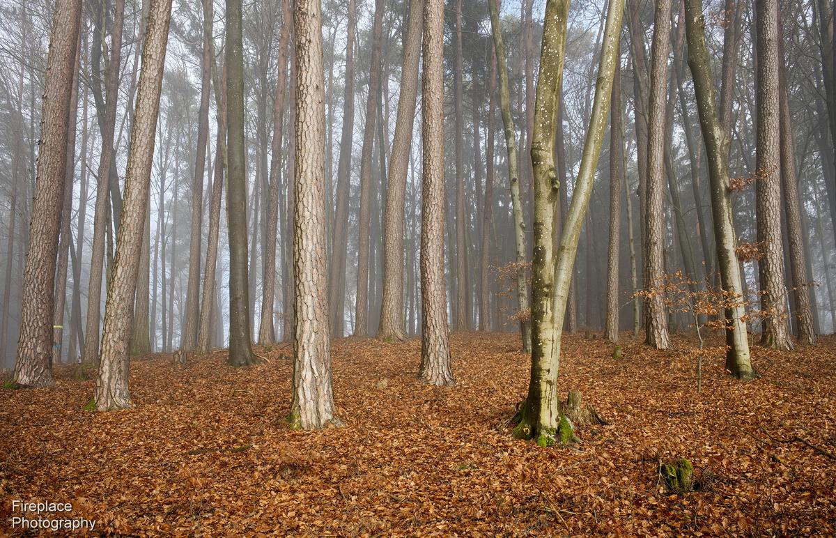 DSC_8170 smaller (2).JPG