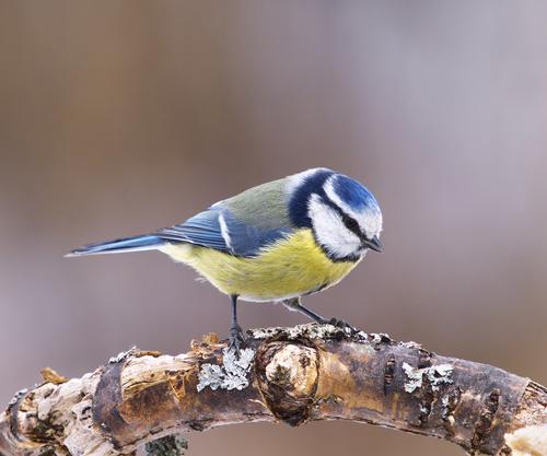 _4112258 Blue tit2.jpg
