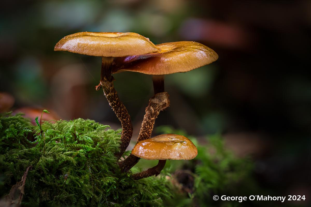 Fungi 2024 (3).jpg