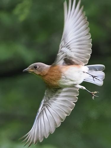 Bluebird in Flight.jpg