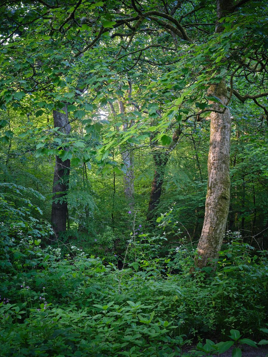 DSCF3125.jpg