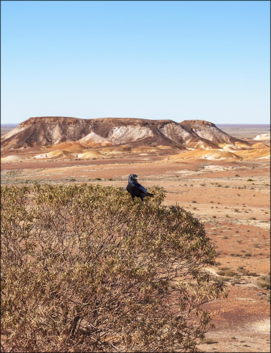 The Breakaways and bonus crow.jpg