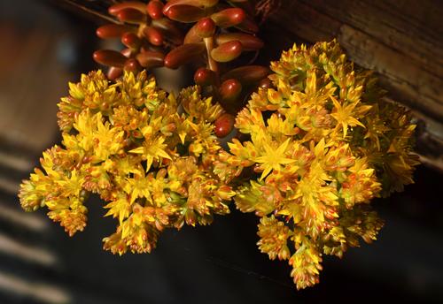 sedum blooms.jpg