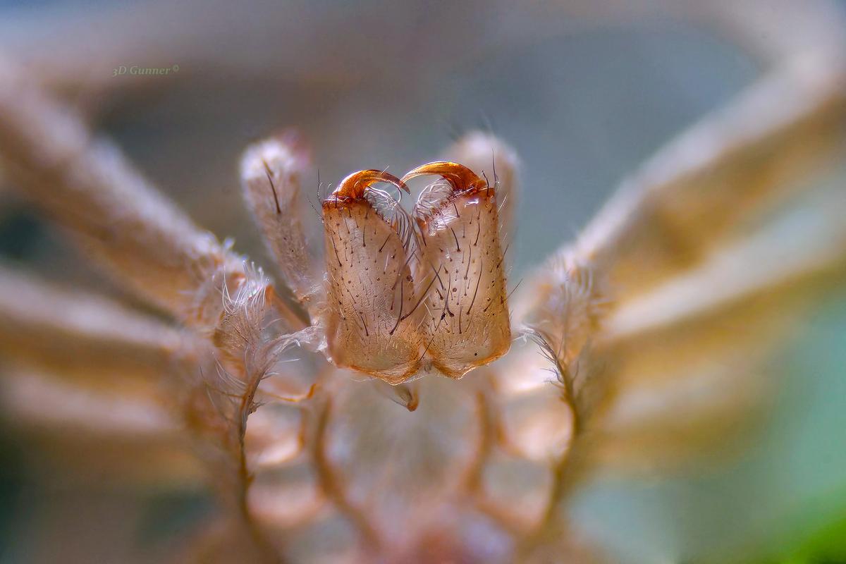Chelicerae.jpg