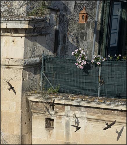 Swifts. Balcony Garden.jpg