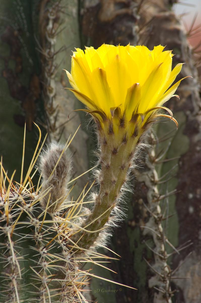 Yellow-V.jpg