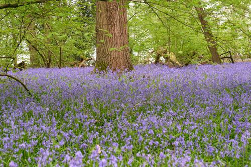 Bluebells 3a.jpg