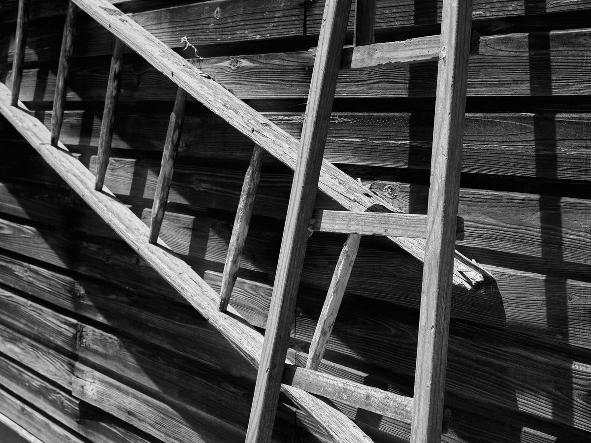 Micanopy_nz85195-20250423-0375.jpg