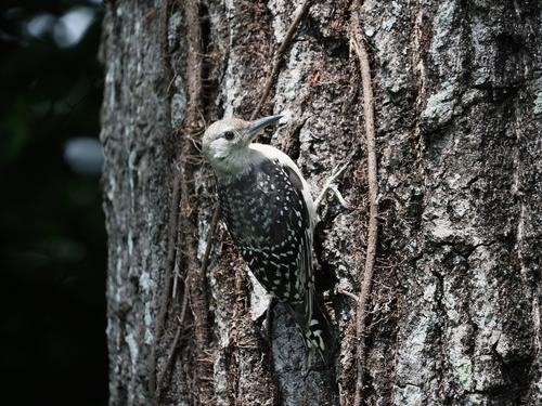 2 Young Ref Breasted Woodpecker.jpg