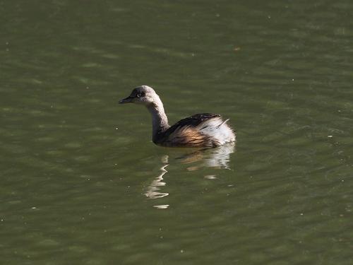 Grebe 01.JPG