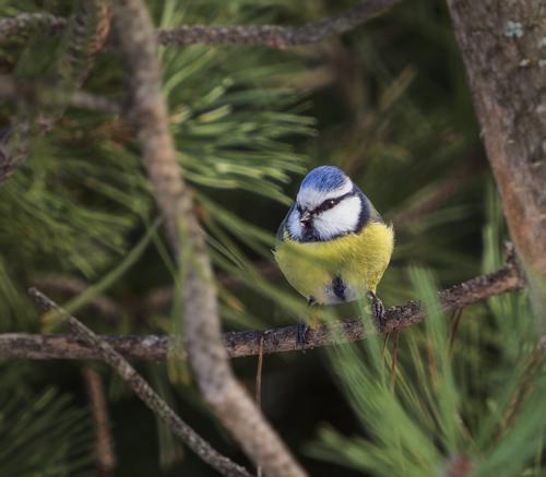 1010215 Blue tit.jpg