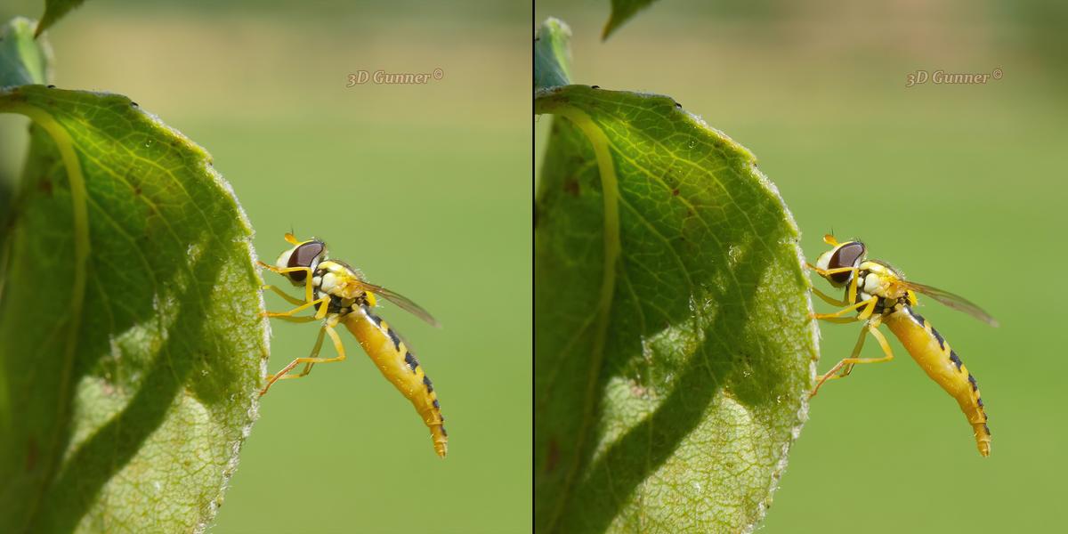 Hoverfly.jpg