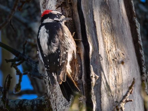 Downy Woodpecker.jpg