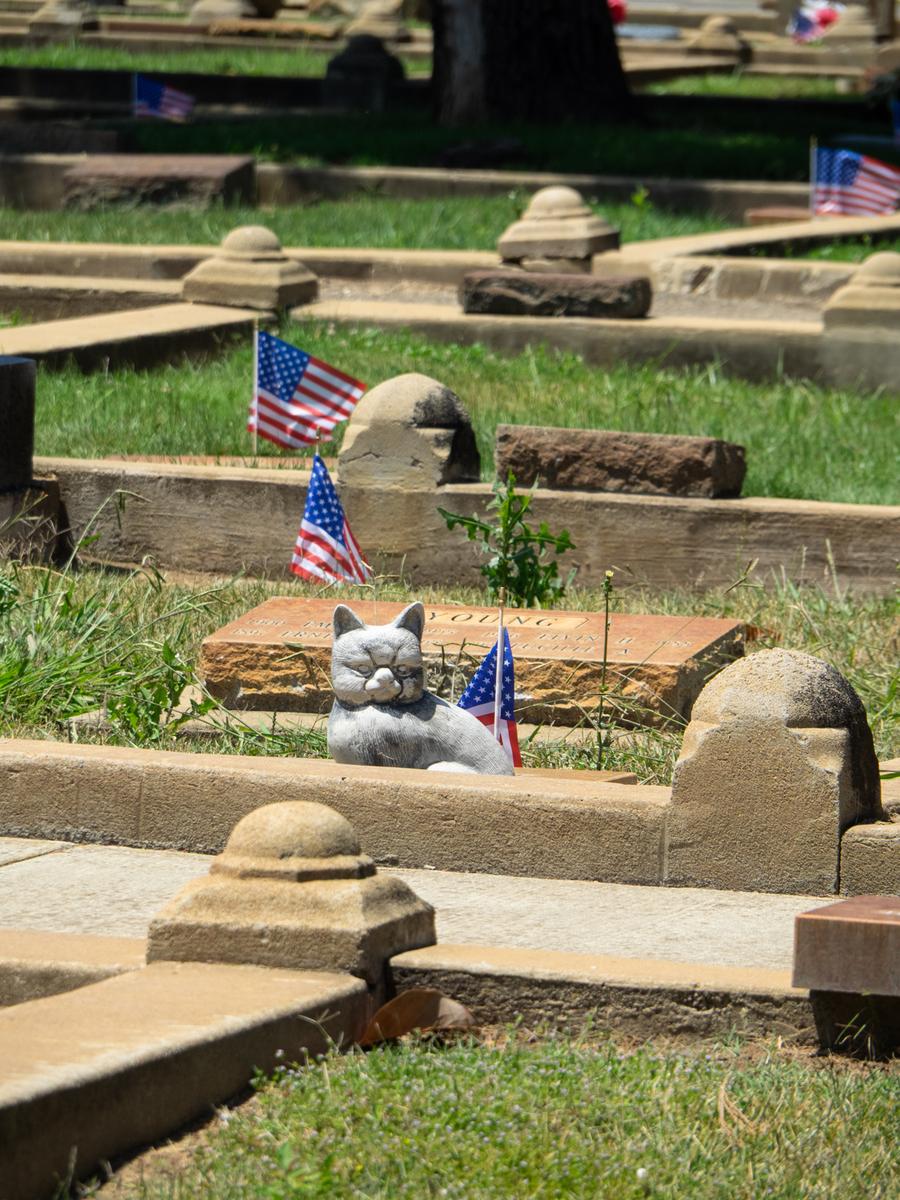 Cemetery Cat