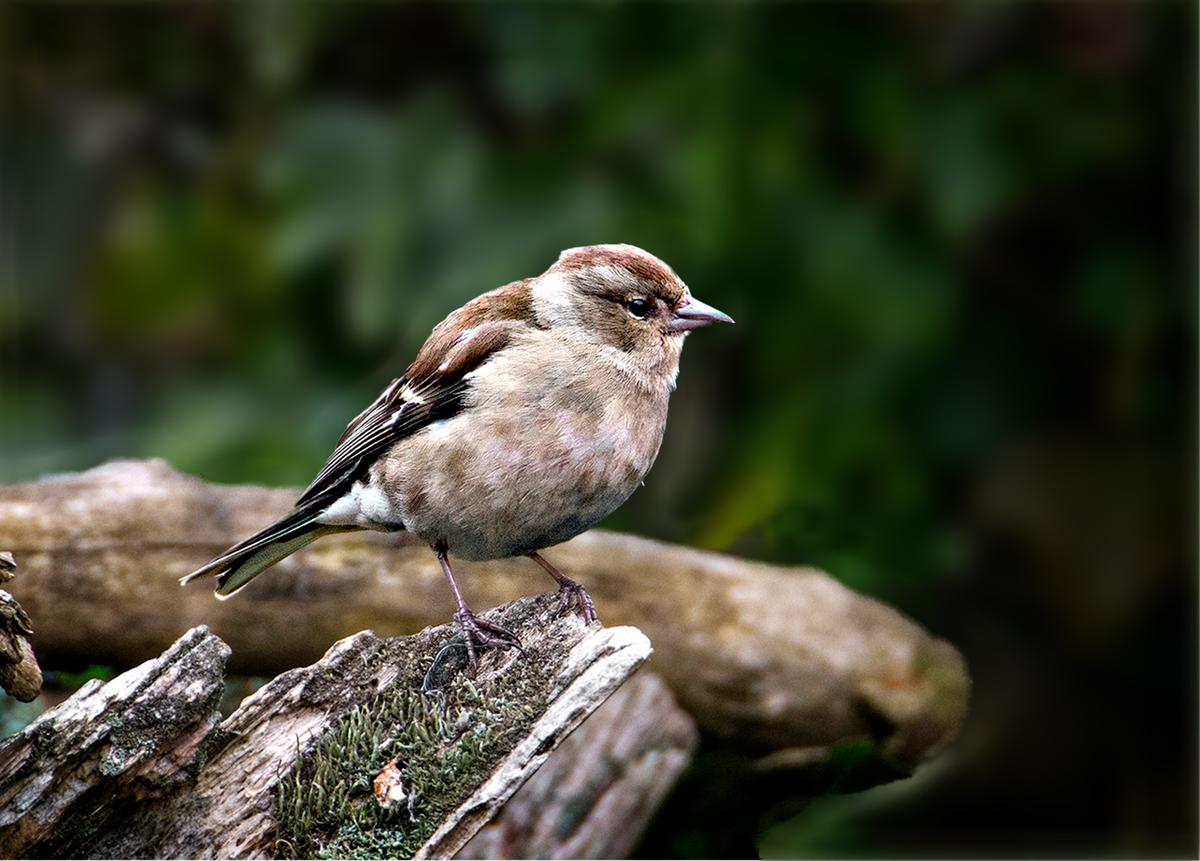 Chaffinch Mrs.jpg