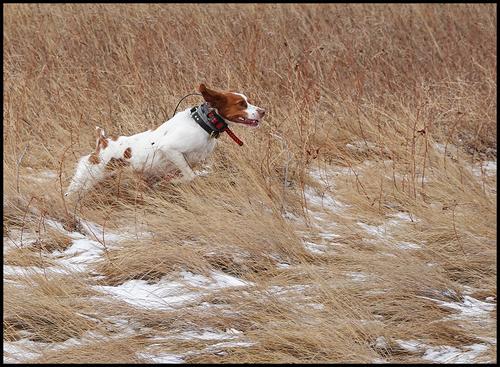 10-25-22 - Flyin Bliss.jpg