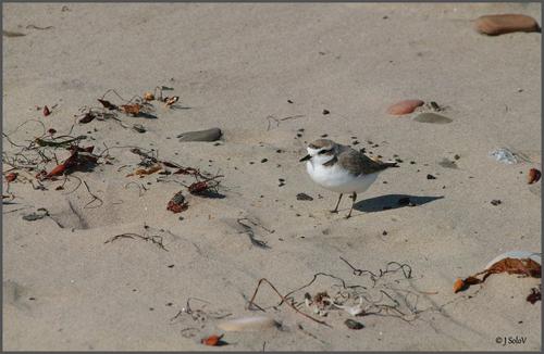 SnowyPlover-MD-SDQ.jpg