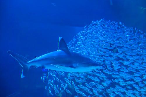 GA Aquarium 231121 - 64.jpg