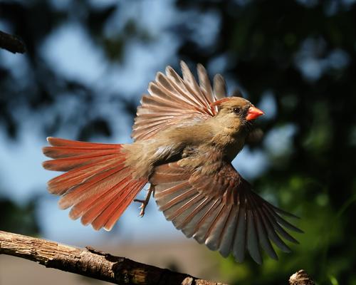 Cardinal in Flight.jpg