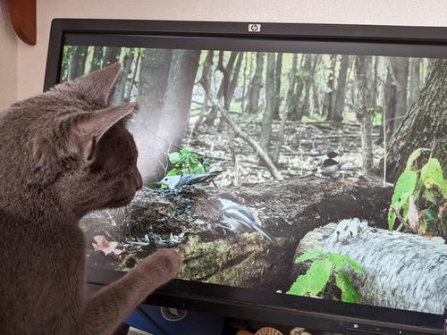 mokey and cat tv.jpg
