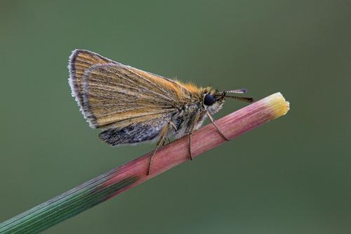 smallSkipper3.jpg