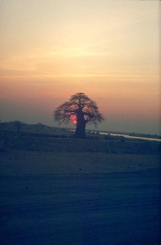 baobab_sunset.jpg