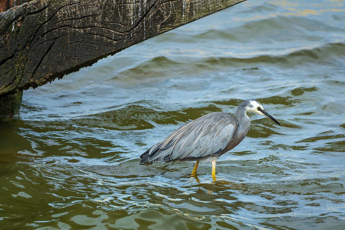 _7RV5427_White-faced_Heron.jpg