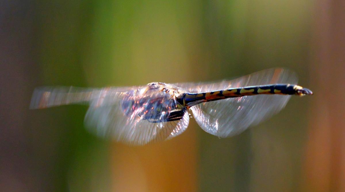 P1201272a.JPG