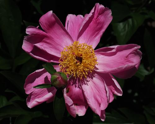 Peony.jpg