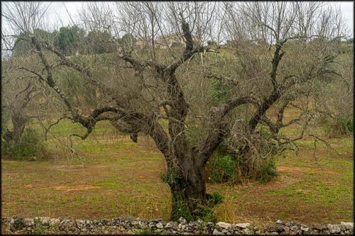Olive tree 2.jpg