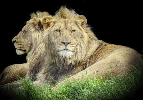 lukes lion 2 copy 2.jpg