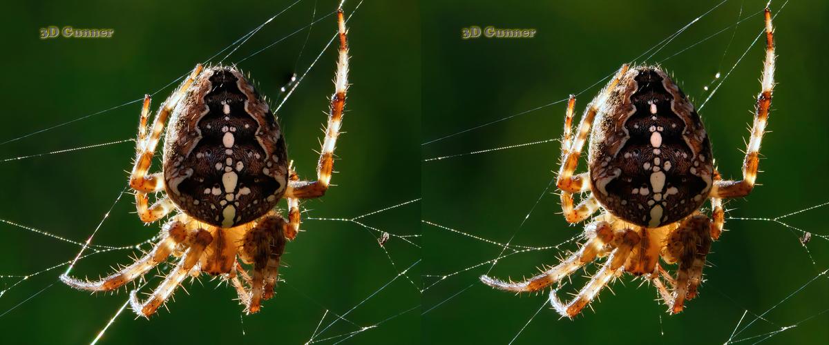 GH4x2.jpg