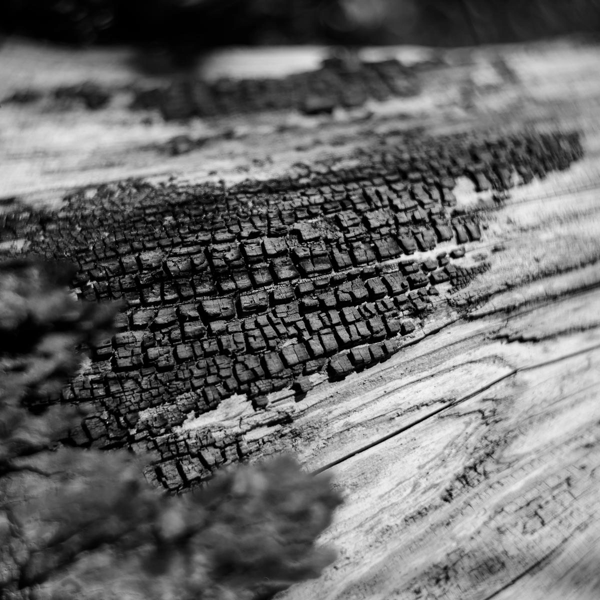 Ocellar_6-5cm_109 Kopie.jpg