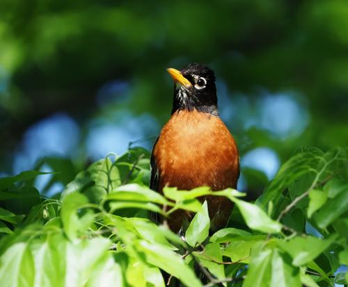 2 Robin among the leaves.jpg