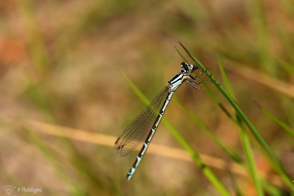 62B_4164.jpg