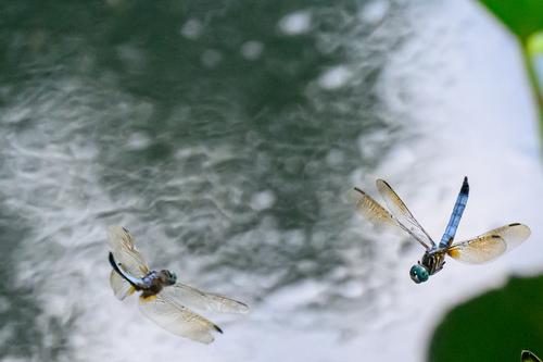 Dragonfly 4.jpg
