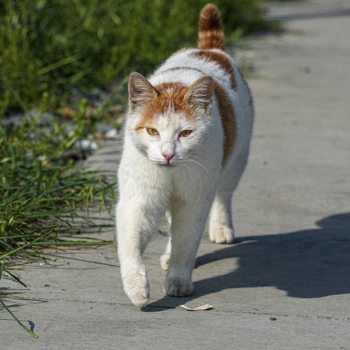 Street Cat of Istanbul