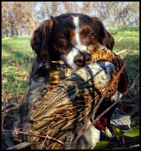 11-17-16 - Chase retrieve.jpg