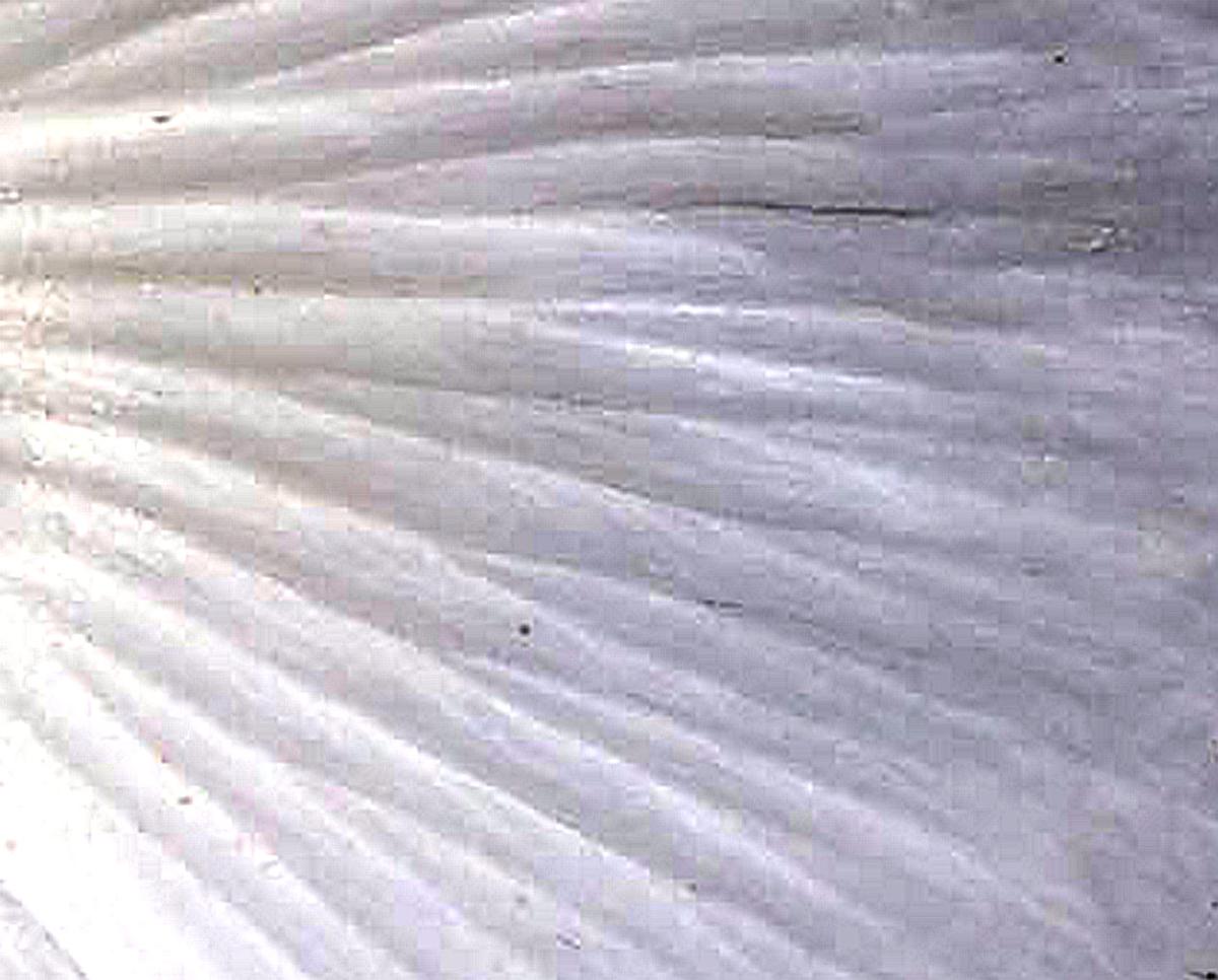 macro White Prickly Poppy argemone albiflora.jpg