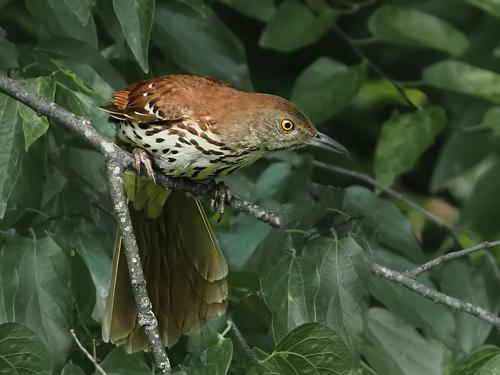 Brown Thrasher 1.jpg