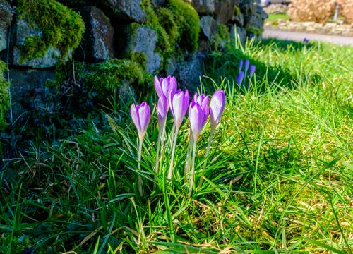 Crocus's near the wall.JPG