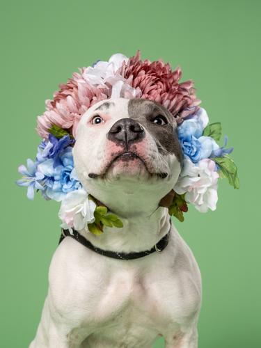 20250413_0178n_pawparazzi_Smiley_A0058293066_web.jpg