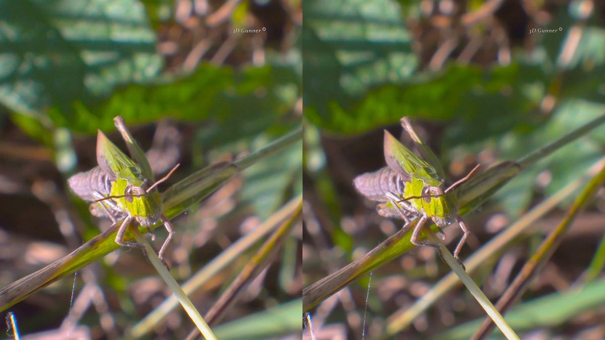 grasshopper.jpg