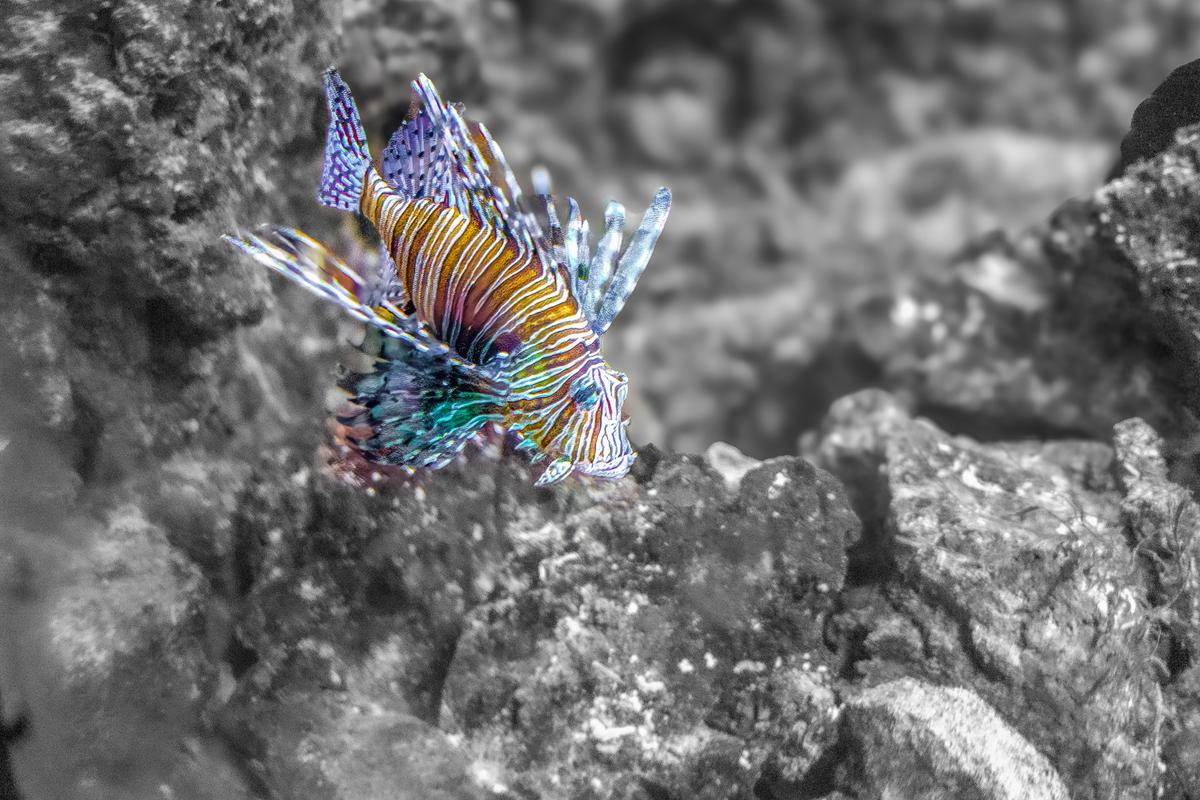 Fish-1.jpg